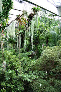 Epiphyten in der Biosphäre