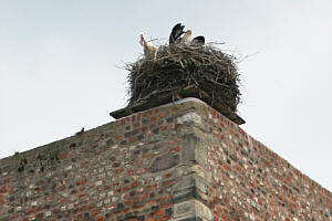 Störche am Torturm